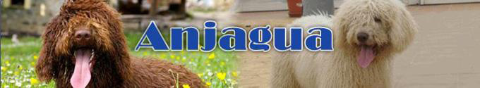 Anjagua