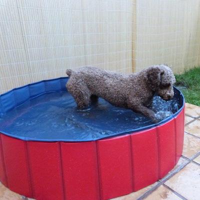 Piscina para perros 120x30 cm