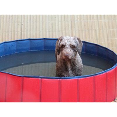 Piscina para perros 160x30 cm